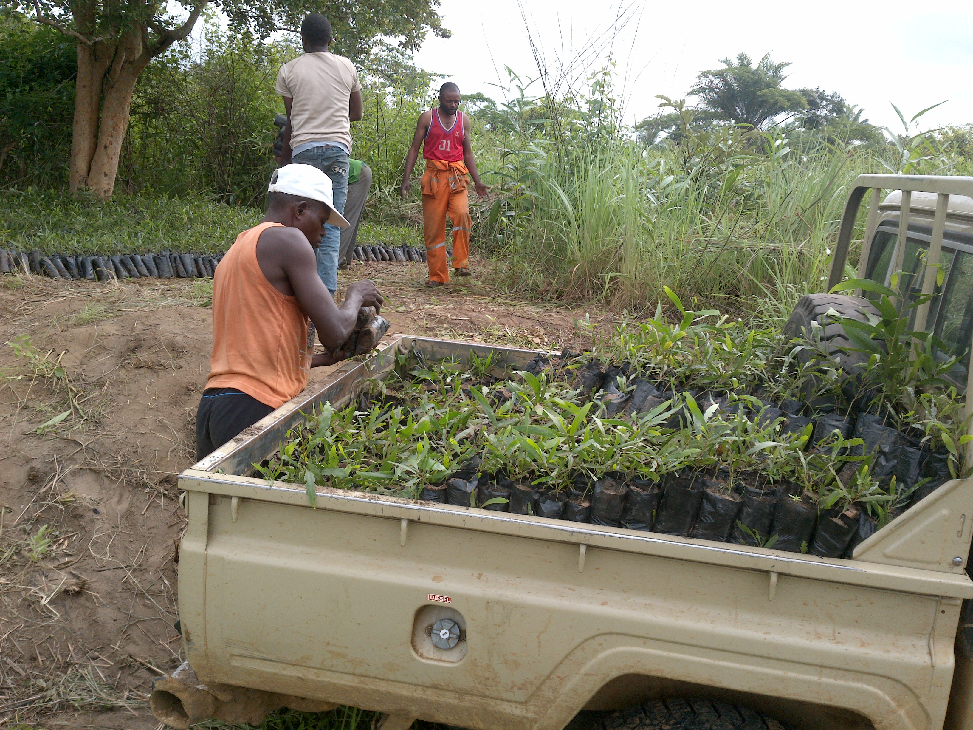 Transport des plantules dans la zone d